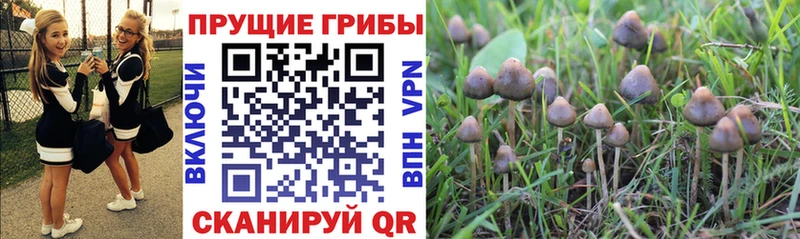 купить   Венёв  Галлюциногенные грибы Cubensis 